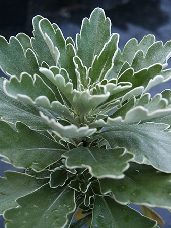 Name:  Ajania-pacificum.jpg
Views: 2029
Size:  46.8 KB