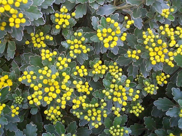 Name:  ajaniapacifica-2.jpg
Views: 3923
Size:  61.0 KB