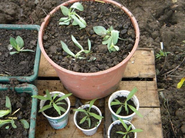 Name:  Lisianthus ve gjiler.jpg
Views: 848
Size:  70.6 KB