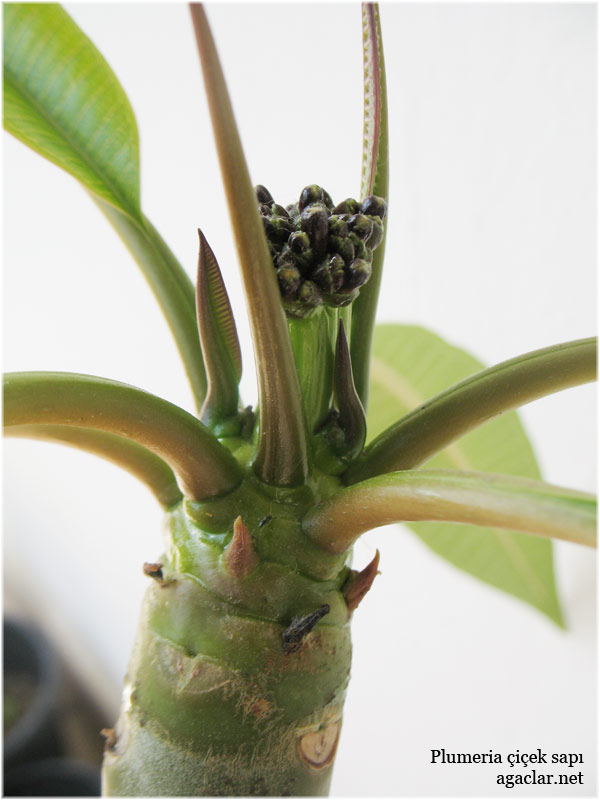 Name:  plumeria10.jpg
Views: 535
Size:  64.6 KB