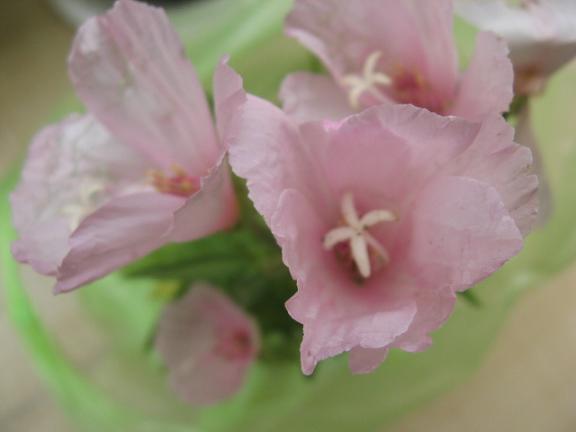 Name:  pembe .JPG
Views: 1134
Size:  24.3 KB