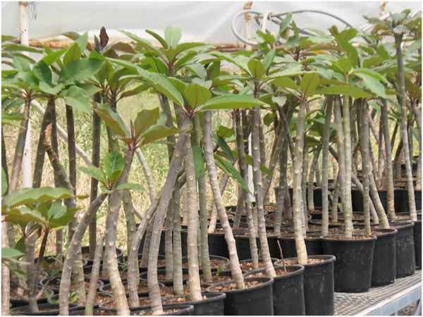 Name:  plumeria15.jpg
Views: 1111
Size:  69.4 KB