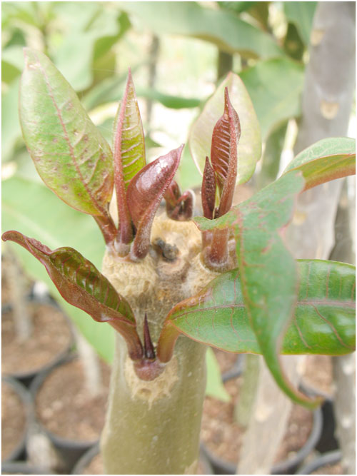 Name:  plumeria14.jpg
Views: 911
Size:  64.9 KB