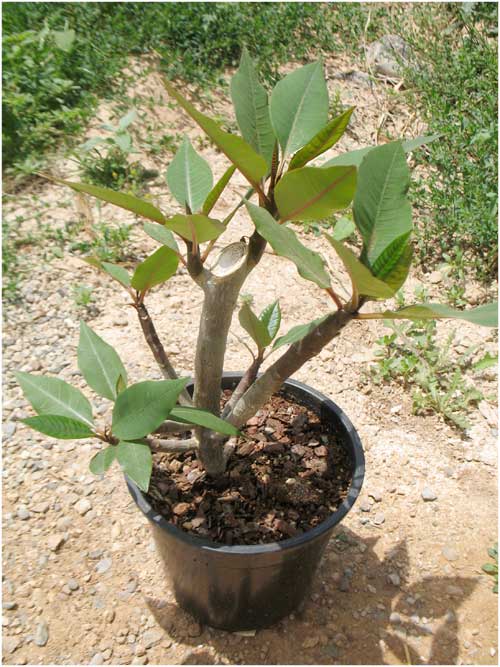 Name:  plumeria13.jpg
Views: 986
Size:  66.8 KB