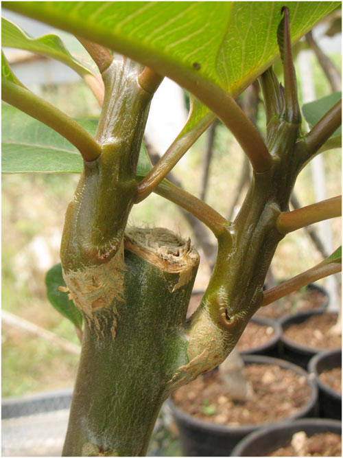 Name:  plumeria12.jpg
Views: 880
Size:  68.7 KB