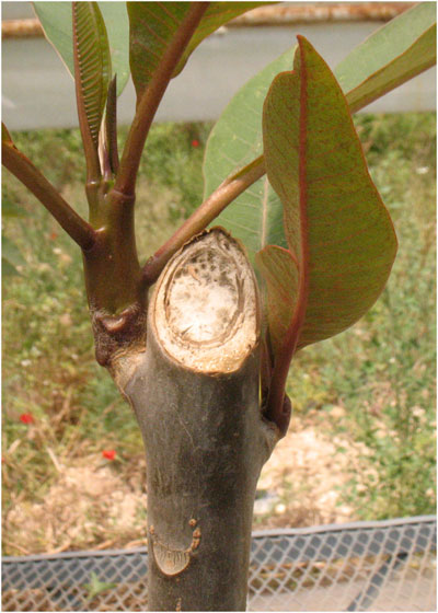 Name:  plumeria11.jpg
Views: 856
Size:  59.8 KB