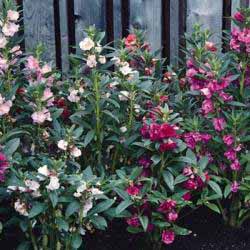 Name:  kna_iei.jpg
Views: 13214
Size:  57.7 KB