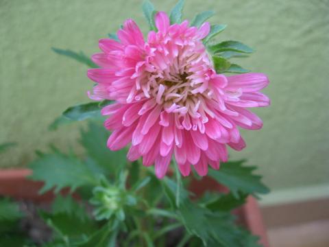 Name:  pembe iek.JPG
Views: 9210
Size:  27.6 KB