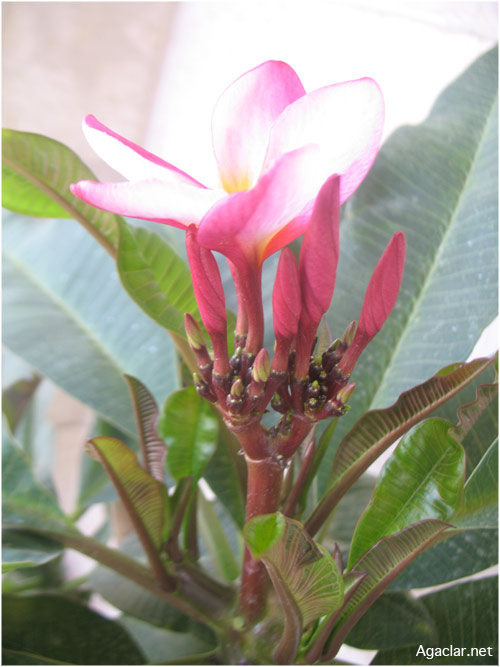 Name:  plumeria23.jpg
Views: 1185
Size:  68.4 KB