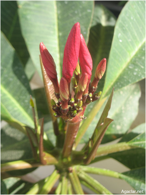 Name:  plumeria21.jpg
Views: 1104
Size:  68.9 KB