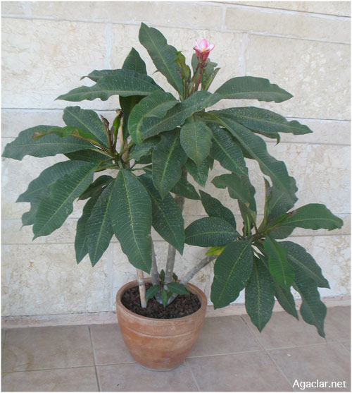 Name:  plumeria20.jpg
Views: 949
Size:  66.6 KB