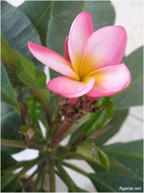 Name:  plumeria19.jpg
Views: 1051
Size:  65.9 KB