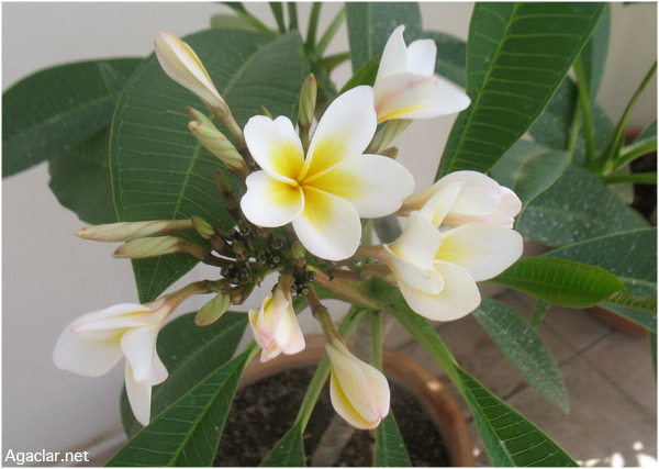 Name:  plumeria24.jpg
Views: 874
Size:  69.1 KB