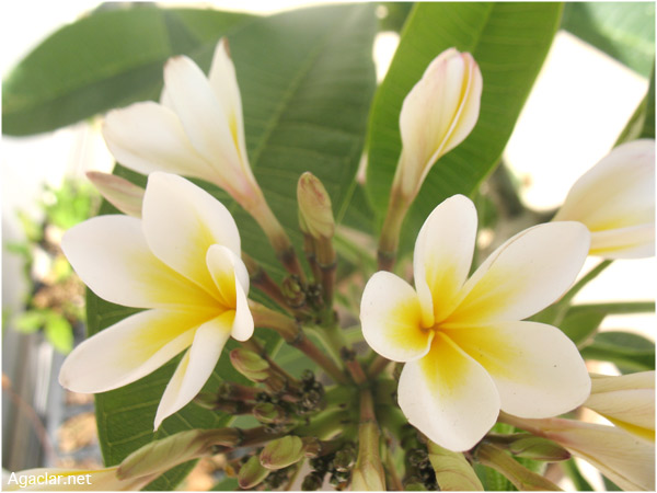 Name:  plumeria25.jpg
Views: 928
Size:  66.9 KB