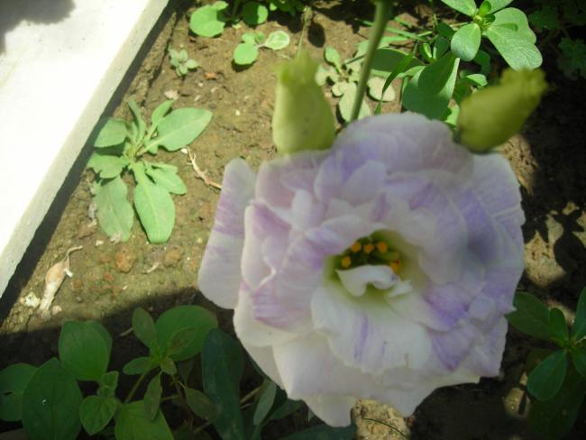 Name:  DSCN2417.jpg
Views: 756
Size:  40.9 KB