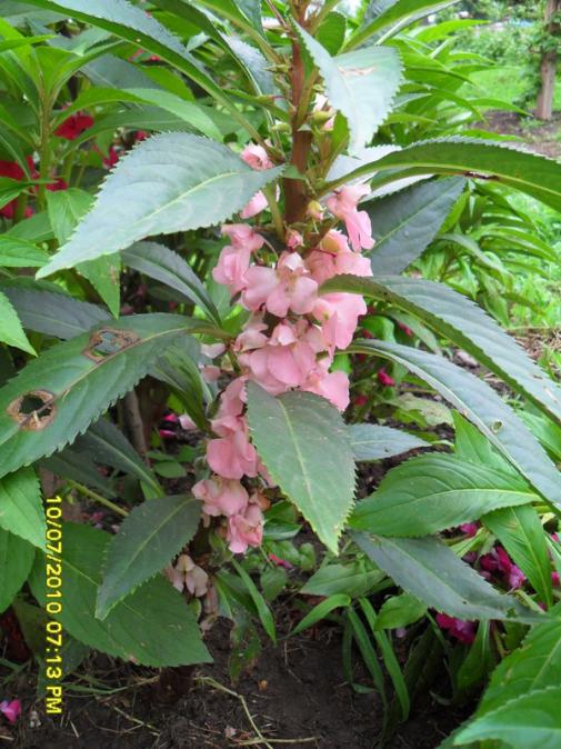 Name:  Resim 1509.jpg
Views: 9173
Size:  70.2 KB