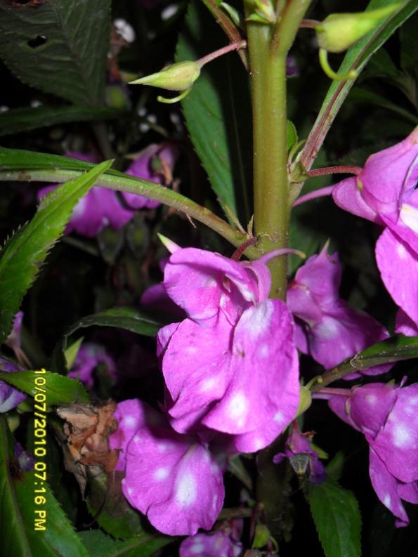 Name:  Resim 1517.jpg
Views: 8279
Size:  64.7 KB