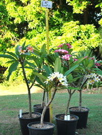 Name:  medium-250mm-pots.jpg
Views: 1034
Size:  31.4 KB