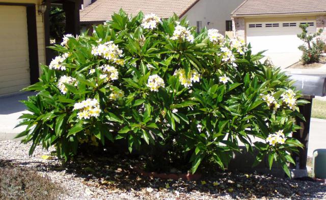Name:  yellow_plumeria.jpg
Views: 1557
Size:  69.6 KB