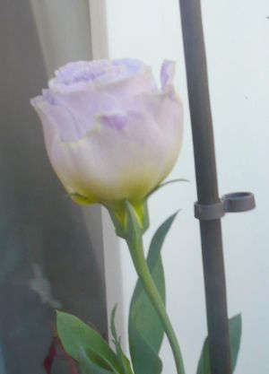 Name:  lisi.jpg
Views: 3288
Size:  11.7 KB