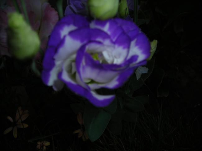 Name:  DSCN2535.jpg
Views: 3266
Size:  19.8 KB