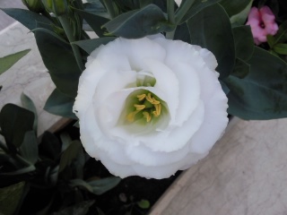 Name:  Fotoraf3169.jpg
Views: 1002
Size:  24.2 KB