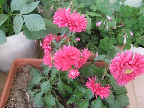 Name:  pembe aster.JPG
Views: 8774
Size:  48.7 KB