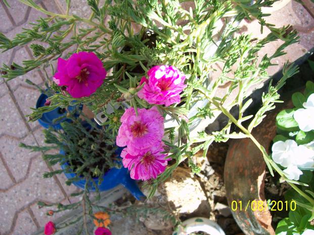 Name:  Resim 248.jpg
Views: 1121
Size:  71.6 KB