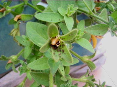 Name:  26temmuz 007.JPG
Views: 4254
Size:  63.4 KB
