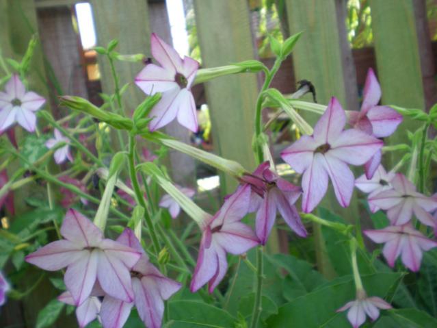 Name:  DSCN9558.jpg
Views: 1291
Size:  41.3 KB
