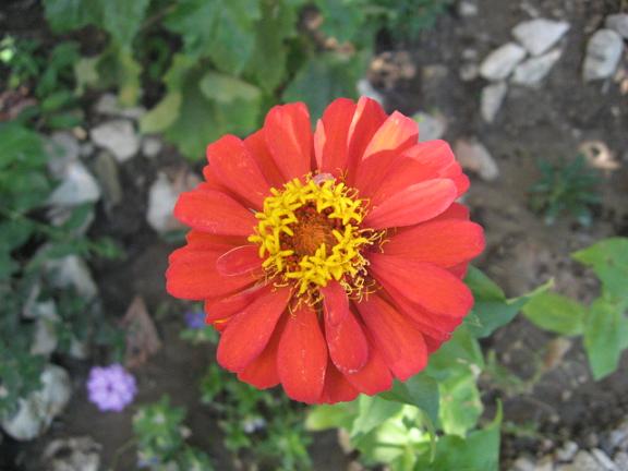 Name:  zinnia.JPG
Views: 1830
Size:  42.0 KB