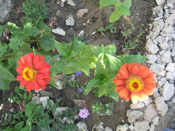 Name:  zinnia 1.JPG
Views: 1829
Size:  66.1 KB