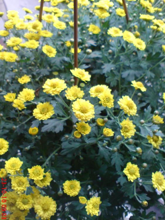 Name:  Resim 010.jpg
Views: 1783
Size:  76.4 KB