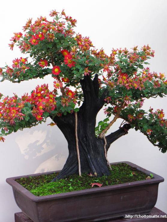 Name:  31_Sorakuen_Autumn_Kobe.jpg
Views: 2455
Size:  74.3 KB
