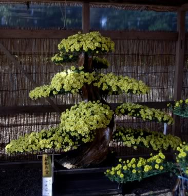 Name:  chrystree.jpg
Views: 1575
Size:  39.6 KB