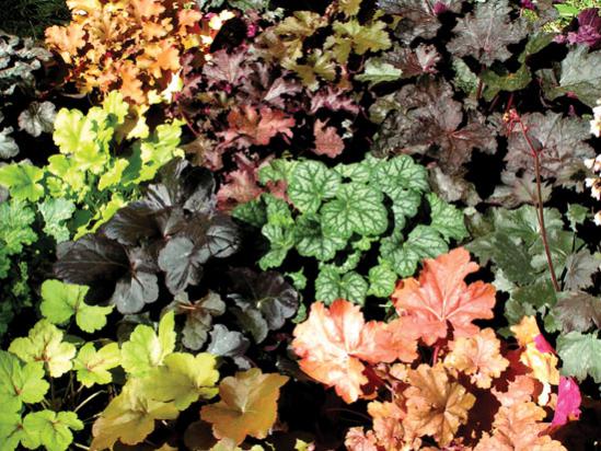 Name:  heuchera-tapestry-4-adj-7x5-300.jpg
Views: 2745
Size:  65.5 KB