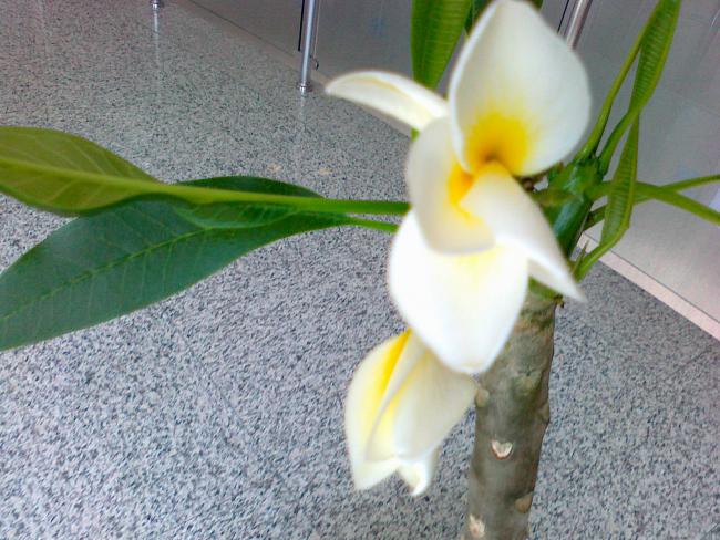 Name:  17052011775.jpg
Views: 864
Size:  60.0 KB