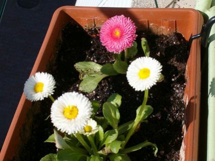 Name:  ieklerim 003.jpg
Views: 10094
Size:  26.1 KB
