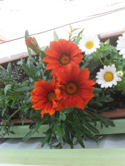 Name:  SDC11269.jpg
Views: 1806
Size:  30.2 KB