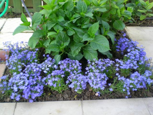 Name:  lob.DSCN9655_tn.jpg
Views: 1516
Size:  62.5 KB