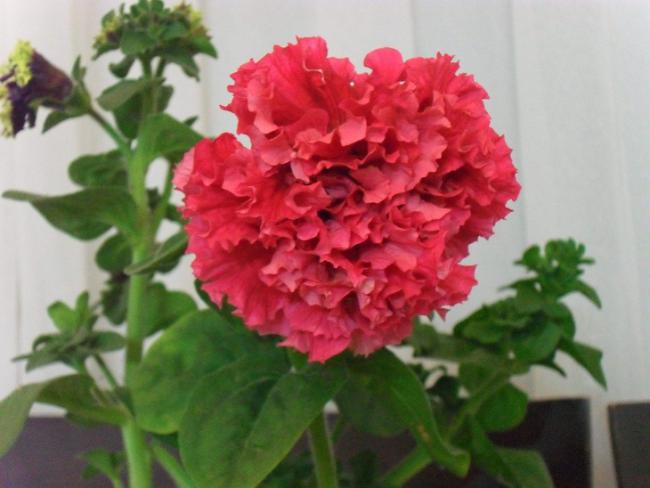 Name:  006.jpg
Views: 2219
Size:  36.9 KB