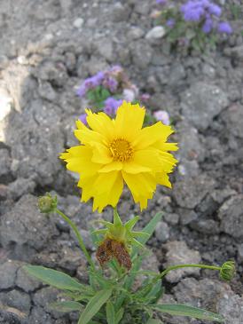 Name:  coreopsis grandiflora.JPG
Views: 6217
Size:  29.4 KB