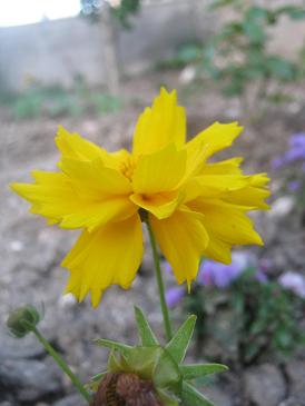 Name:  coreopsias grandiflora2.JPG
Views: 6301
Size:  21.8 KB