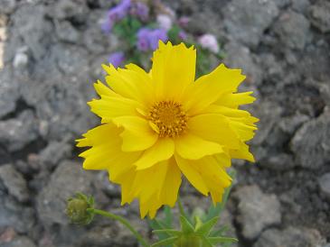 Name:  coreopsis grandiflora1.JPG
Views: 5113
Size:  30.1 KB