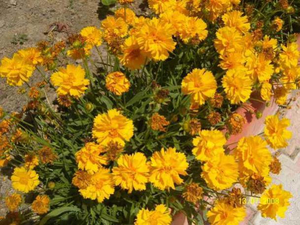 Name:  Coreopsis Grandiflora (Early Sunrise)1.jpg
Views: 8219
Size:  66.7 KB