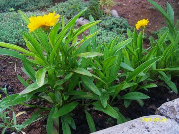 Name:  Coreopsis Grandiflora (Early Sunrise)2.jpg
Views: 8243
Size:  57.8 KB