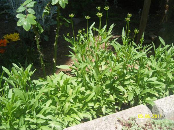 Name:  Coreopsis Grandiflora (Early Sunrise)3.jpg
Views: 4681
Size:  70.2 KB