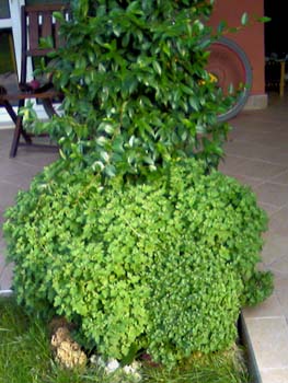 Name:  Photo-0018.jpg
Views: 3736
Size:  60.4 KB