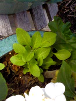 Name:  Photo-0014.jpg
Views: 3101
Size:  44.5 KB