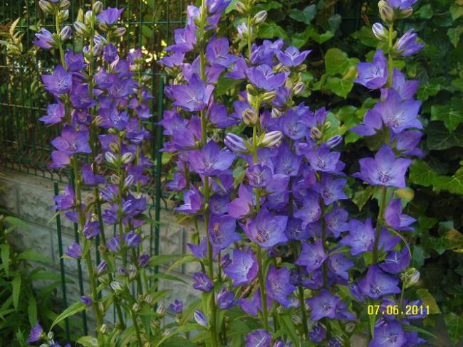 Name:  campanula persicifolia2.jpg
Views: 4669
Size:  67.3 KB